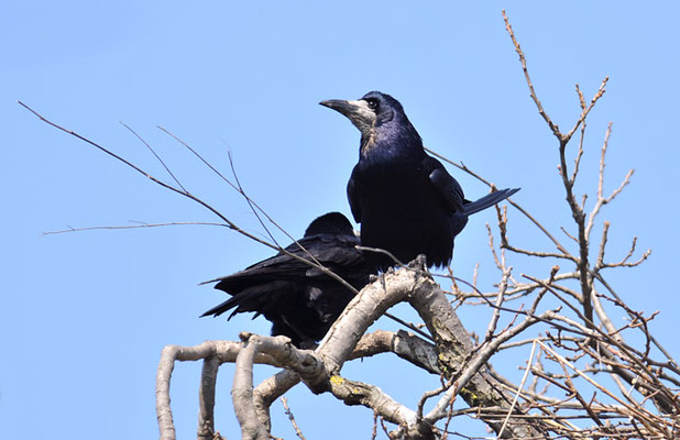SAATKRÄHE, ROOK, CORVUS FRUGILEGUS