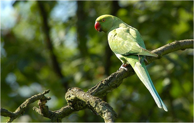 HALSBANDSITTICH, ROSE-RINGED PARAKEET, PSITTACULA KRAMERI