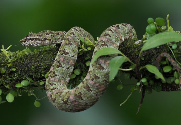 Schlegelsche Lanzenotter (Bothriechis schlegelii): Bothriechis schlegelii bleiben oft tagelang, ja sogar wochenlang am gleichen Ort auf einem Blatt, einer Blüte oder auf einem Ast.