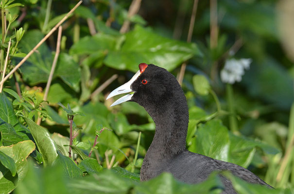 KAMMBLÄSSRALLE, RED-KNOBBED COOT, FULICA CRISTATA