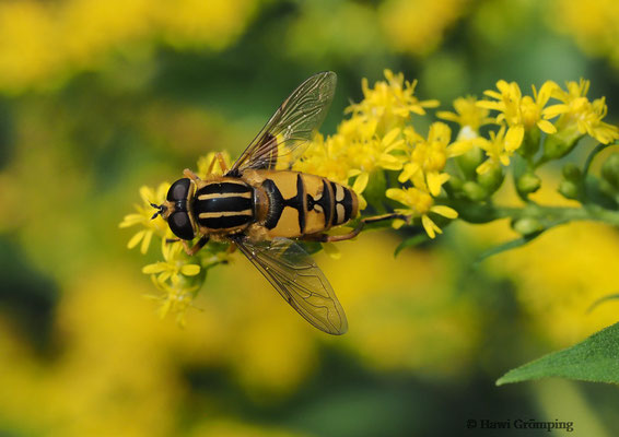 Gemeine Sumpfschwebfliege, Helophilus pendulus