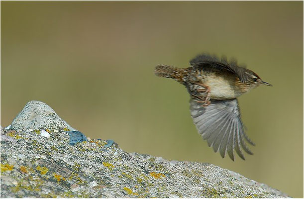 ZAUNKÖNIG, WREN, TROGLODYTES TROGLODYTES
