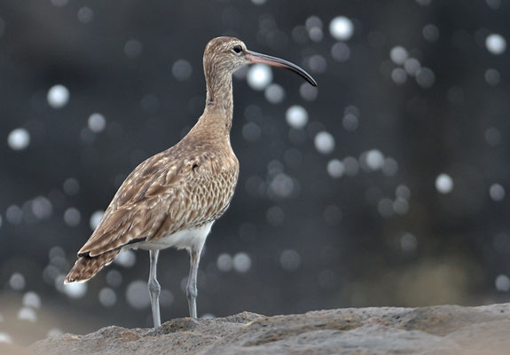 REGENBRACHVOGEL, WHIMBREL, NUMENIUS PHAEOPUS