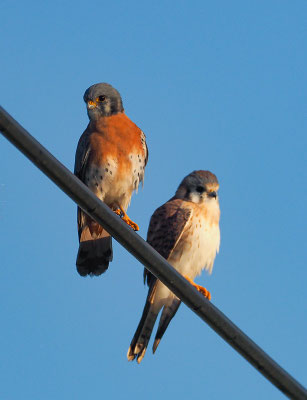 Zwei Buntfalken (American Kestrel) im Ort.