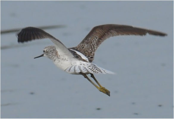 TEICHWASSERLÄUFER, MARSH SANDPIPER, TRINGA STAGNATILIS