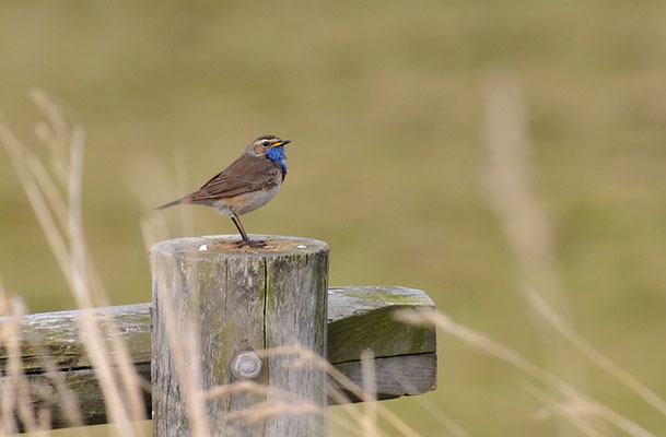 BLAUKEHLCHEN, BLUETHROAT, LUSCINIA SVECICA