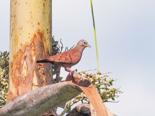 Rosttäubchen, Ruddy Ground-Dove - Columbina talpacoti