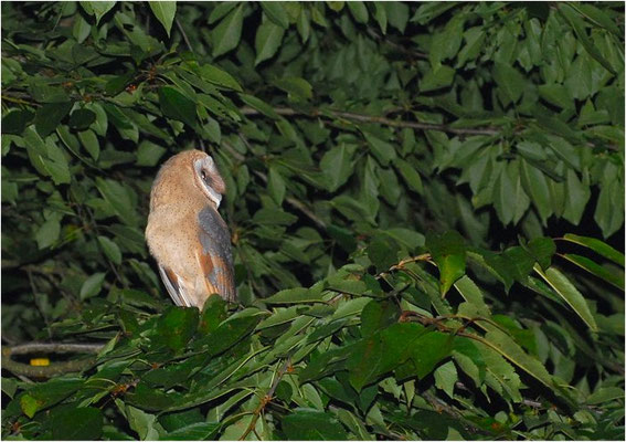 SCHLEIEREULE, BARN OWL, TYTO ALBA