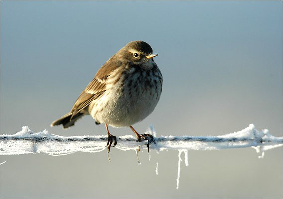 STRANDPIEPER, ROCK PIPIT,  ANTHUS PETROSUS