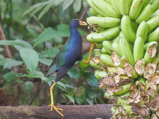 Zwergsultanshuhn, Purple Gallinule - Porphyrio martinicus