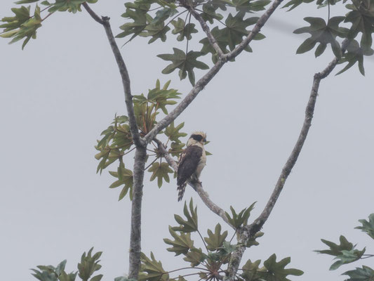 LACHFALKE, LAUGHING FALCON - HERPETOTHERES CACHINNANS