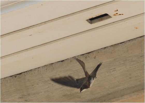 ALPENSEGLER, ALPINE SWIFT, APUS MELBA
