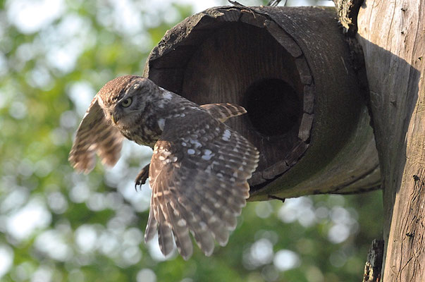 STEINKAUZ, LITTLE OWL , ATHENE NOCTUA