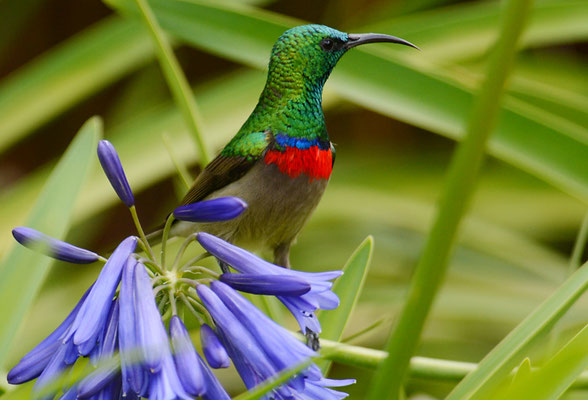BLAUBANDNEKTARVOGEL, SOUTHERN DOUBLE-COLLARED SUNBIRD, CINNYRIS CHALYBEUS