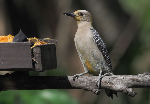 HOFFMANNSPECHT, HOFFMANN´S WOODPECKER, MELANERPES HOFFMANNII