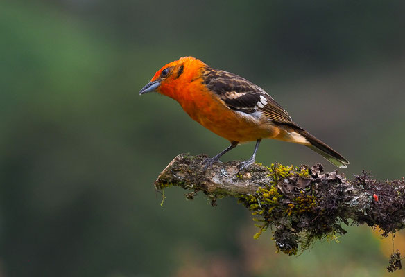 BLUTTANGARE, FLAME-COLORED TANAGER, PIRANGA BIDENTATA