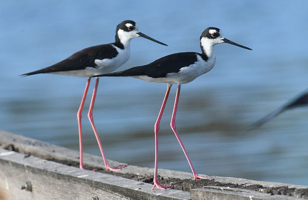 AMERIKANISCHER STELZENLÄUFER, BLACK-NECKED STILT, HIMANTIOPUS MEXICANUS
