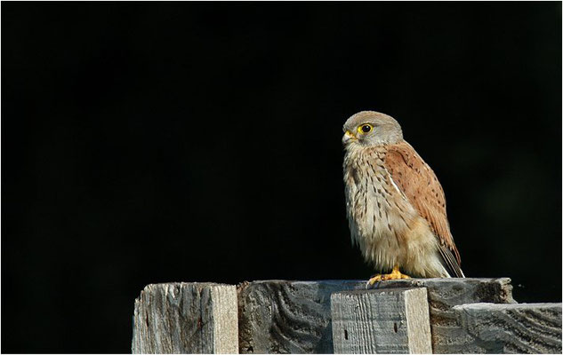 TURMFALKE, KESTREL, FALCO TINNUNCULUS