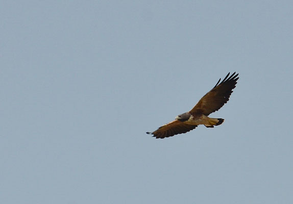 WEISSSCHWANZBUSSARD, WHITE-TAILED HAWK, GERANOAETUS ALBICAUDATUS