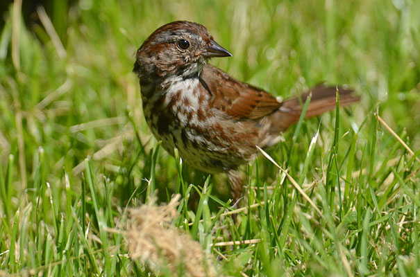 SINGAMMER, SONG SPARROW, MELOSPIZA MELODIA