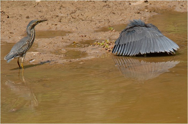 MANGROVENREIHER, STRIATED HERON, BUTORIDES STRIATUS