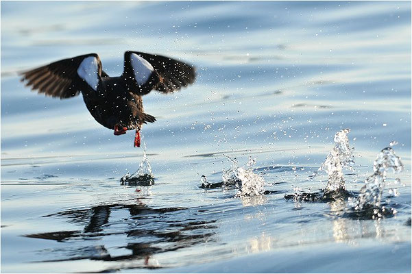 GRYLLTEISTE, BLACK GUILLEMOT, CEPHUS GRYLLE