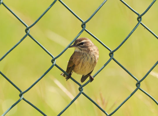 PALMENWALDSÄNGER, PALM WARBLER, SETOPHAGA PALMARUM