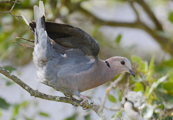 KAP-TURTELTAUBE, CAPE TURTLE DOVE, STREPTOPELIA CAPICOLA