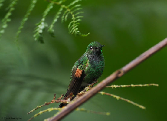 STREIFENSCHWANZKOLIBRI, STRIPE-TAILED HUMMINGBIRD, EUPHERUSA EXIMIA