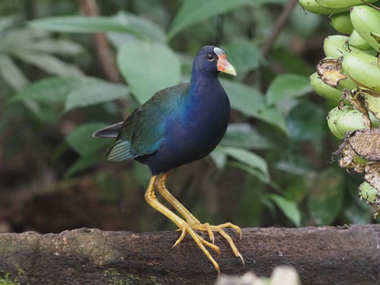 Zwergsultanshuhn, Purple Gallinule - Porphyrio martinicus
