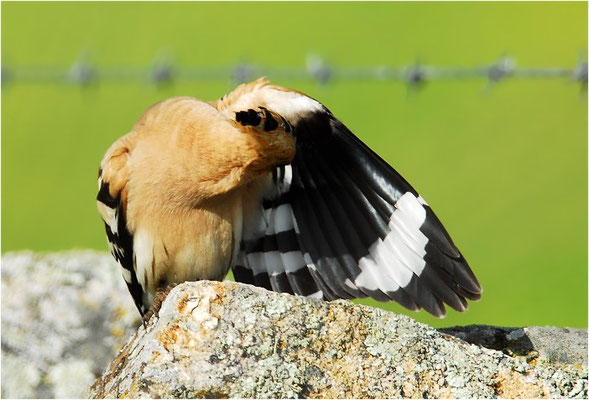 WIEDEHOPF, HOOPOE, UPUPA EPOPS