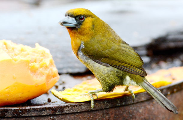 Aztekenbartvogel, Prong-billed Barbet, Semnornis frantzii