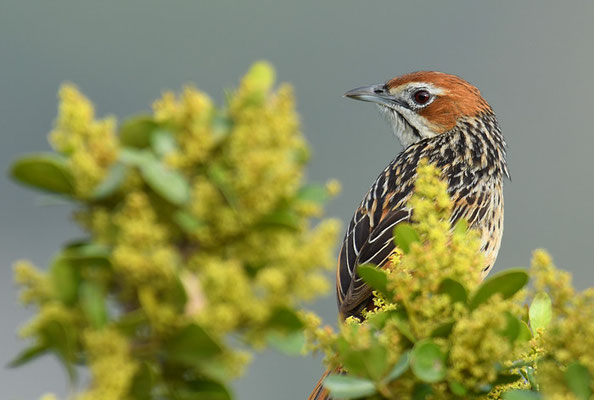 KAP-GRASSÄNGER, CAPE GRASSBIRD, SPHENOEACUS AFER