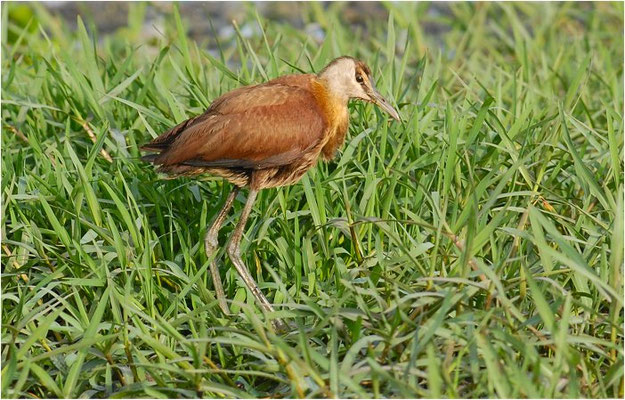 BLAUSTIRN-BLATTHÜHNCHEN, AFRICAN JACANA, ACTOPHILORNS AFRICANUS