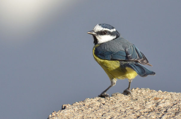 TENERIFFAMEISE, CANARY ISLANDS TIT, PARUS TENERIFFAE