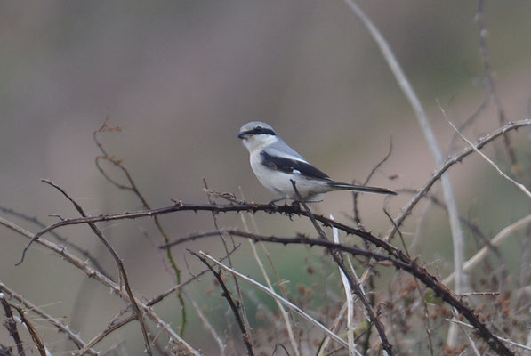 RAUBWÜRGER, GREAT GREY SHRIKE, LANIUS EXCUBITOR