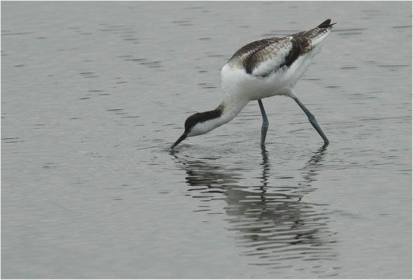 SÄBELSCHNÄBLER, AVOCET, RECURVIROSTRA AVOSETTA