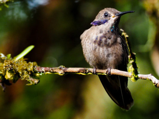 BRAUNER VEILCHENOHRKOLIBRI, BROWN VIOLETEAR - COLIBRI DELPHINAE