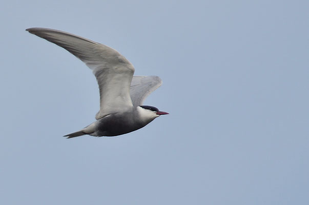 WEISSBARTSEESCHWALBE, WHISKERED TERN,  CHLIDONIAS HYBRIDA