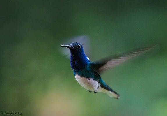 WEISSNACKENKOLIBRI, WHITE-NECKED JACOBIN, FLORISUGA MELLIVORA