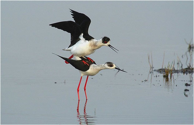 STELZENLÄUFER, BLACK-WINGED STILT, HIMANTOPUS HIMANTOPUS