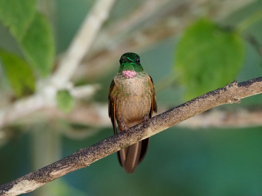 BRAUNBAUCH-BRILLANTKOLIBRI, FAWN-BREASTED BRILLANT - HELIODOXA RUBINOIDES