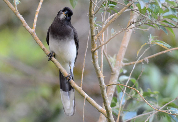BRAUNHÄHER, BROWN JAY, CYANOCORAX MORIO