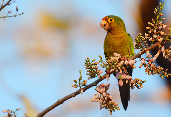 ELFENBEINSITTICH, ORANGE-FRONTED PARAKEET, ARATINGA CANICULARIS