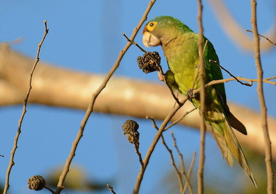 ELFENBEINSITTICH, ORANGE-FRONTED PARAKEET, ARATINGA CANICULARIS