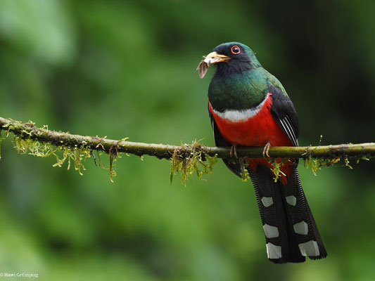 MASKENTROGON, MASKED TROGON - TROGON PERSONATUS