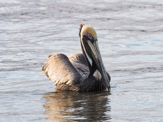 BRAUNER PELIKAN, BROWN PELICAN - PELECANUS OCCIDENTALIS