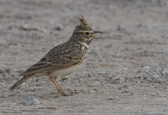 THEKLALERCHE, THEKLA LARK, GALERIDA THEKLAE