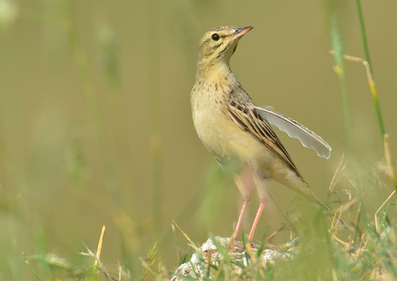 BRACHPIEPER, TAWNY PIPIT, ANTHUS CAMPESTRIS