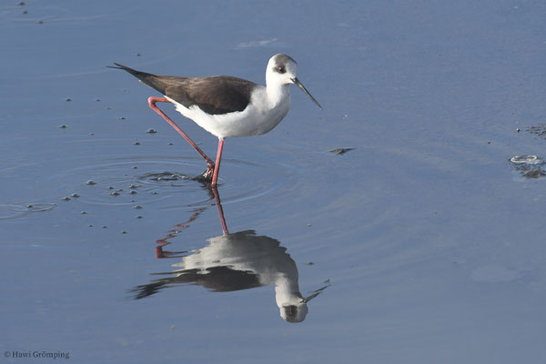 STELZENLÄUFER, BLACK-WINGED STILT, HIMANTOPUS HIMANTOPUS